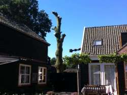 Bomen rooien Obicht